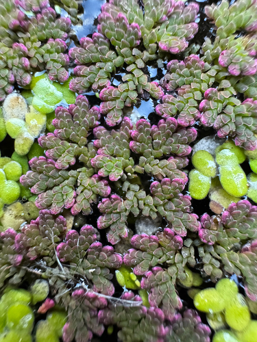 Azolla caroliniana, 2026-10-27
