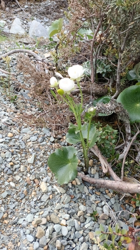 Ranunculus lyallii observed 2026-10-28