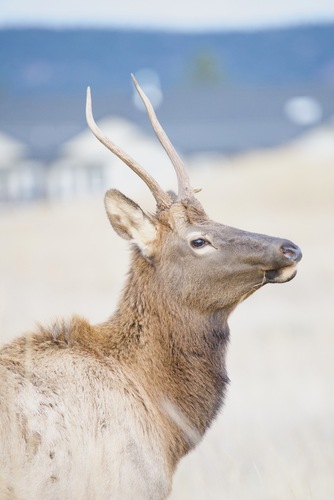 Cervus observed 2026-10-27