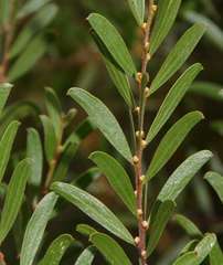 Acacia rostriformis