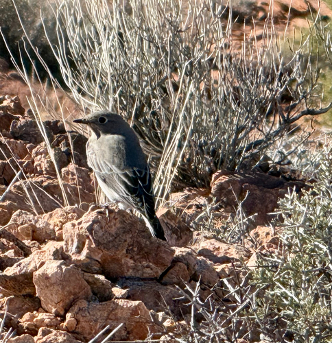 Myadestes townsendi observed 2026-10-27