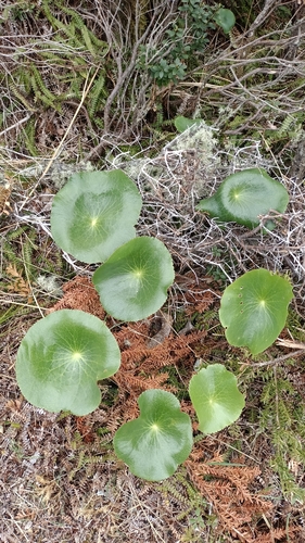 Ranunculus lyallii observed 2026-10-28