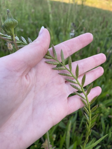 Lolium multiflorum observed 2026-10-27