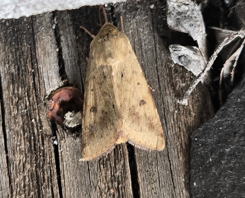 Helicoverpa zea observed 2026-10-27
