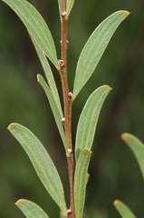 Acacia rostriformis