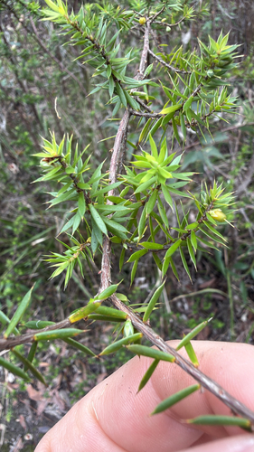 Styphelia observed 2026-10-28