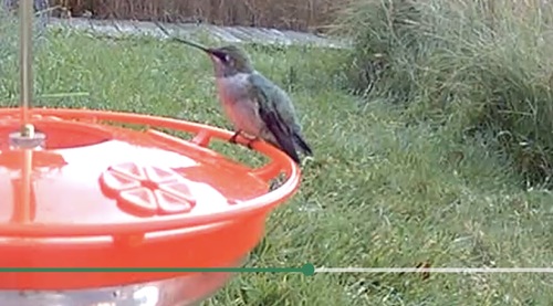 Archilochus colubris observed 2026-10-27