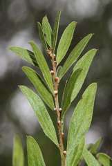 Acacia rostriformis