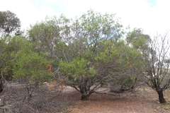Acacia rostriformis