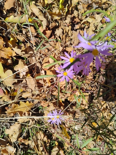 Machaeranthera observed 2026-10-27
