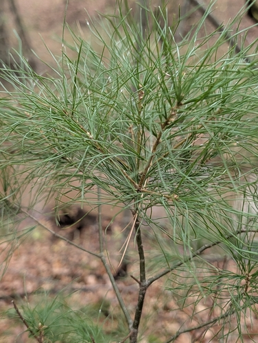 Pinus strobus observed 2026-10-27