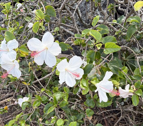 Hibiscus observed 2026-10-26