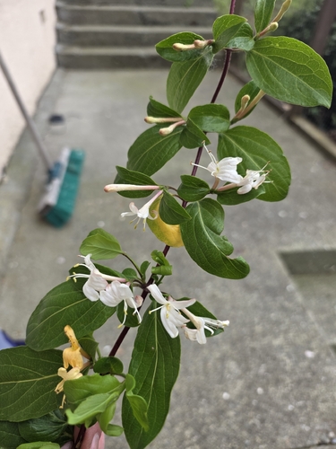 Lonicera japonica observed 2026-10-28