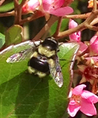 Volucella bombylans