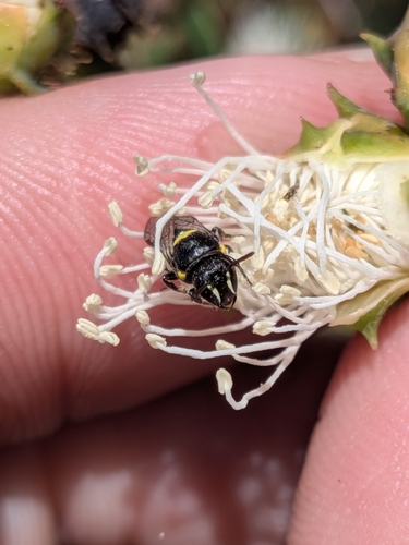 Hylaeus observed 2026-10-28