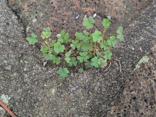 Oxalis corniculata observed 2026-10-27