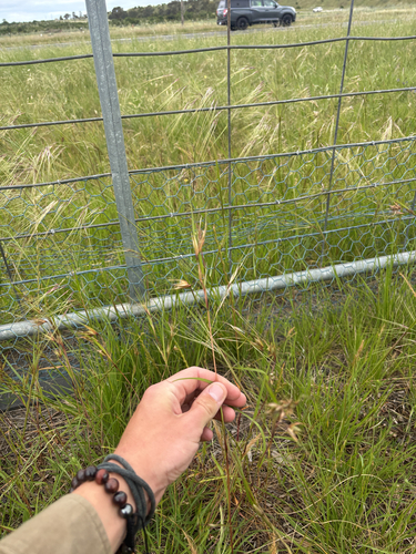 Themeda observed 2026-10-28