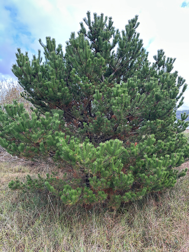 Pinus observed 2026-10-27