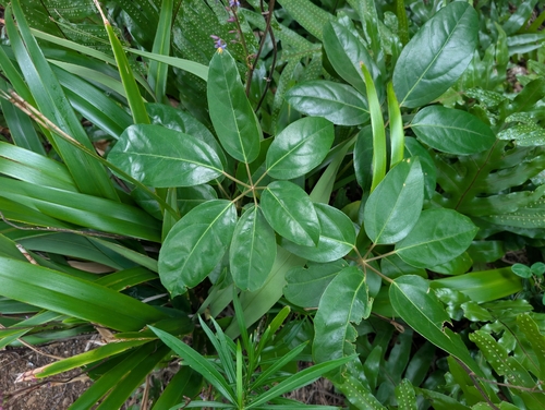 Aralia observed 2026-10-27