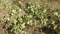 Macroptilium bracteatum