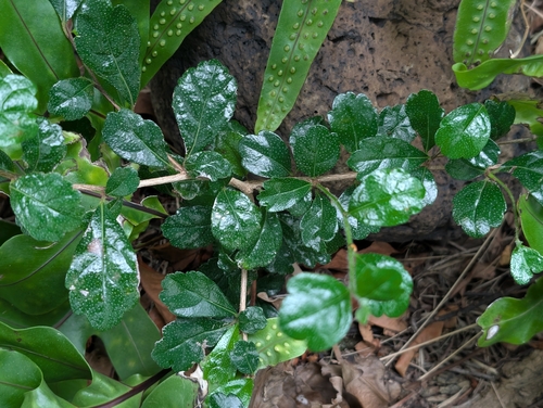 Cordia observed 2026-10-27