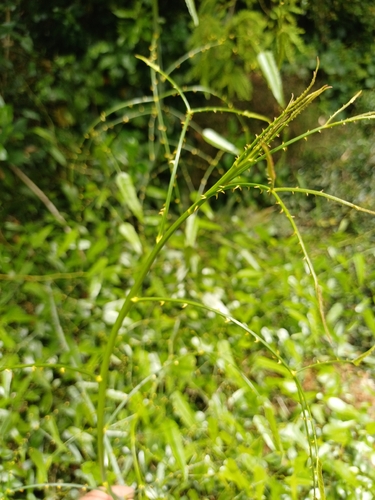 Rubus observed 2026-10-28