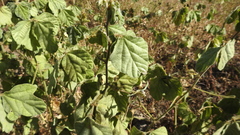 Macroptilium bracteatum