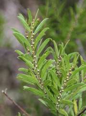 Acacia rostriformis