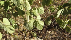 Macroptilium bracteatum