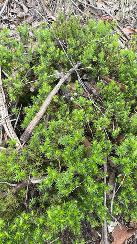 Styphelia observed 2026-10-28