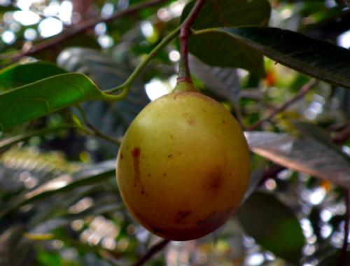 Myristica fragrans