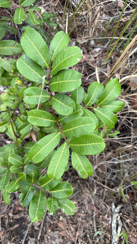 Cupaniopsis observed 2026-10-28