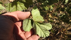 Macroptilium bracteatum