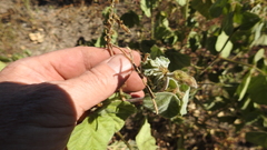 Macroptilium bracteatum