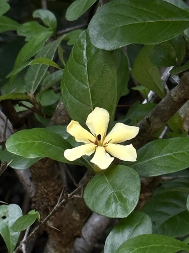 Catunaregam spinosa observed 2026-10-27