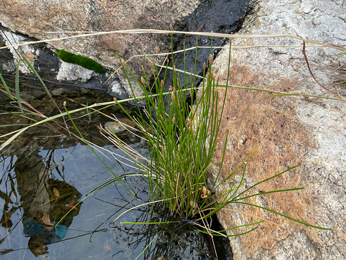Eleocharis montana observed 2026-10-13