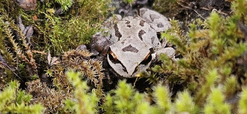 Pseudacris regilla observed 2026-10-27