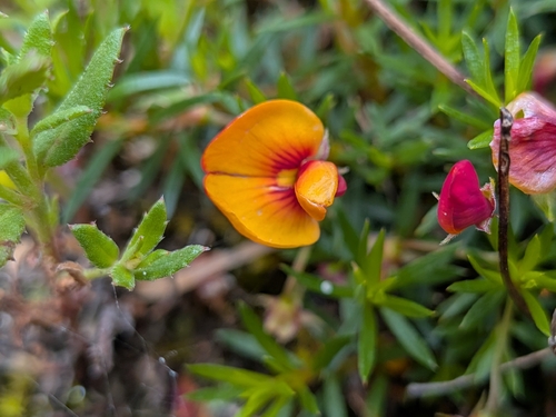 Pultenaea observed 2026-10-28