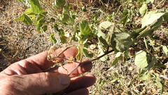 Macroptilium bracteatum