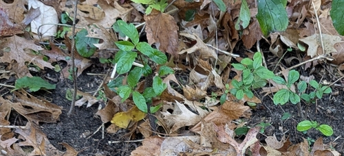 Rhamnus observed 2026-10-27