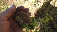 Macroptilium bracteatum