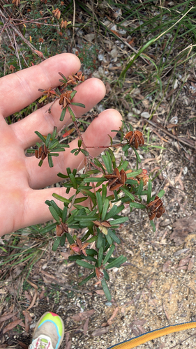 Pultenaea retusa observed 2026-10-28