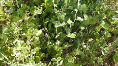 Macroptilium bracteatum