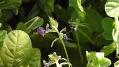 Macroptilium bracteatum