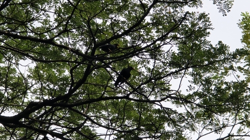 Gracula religiosa observed 2026-10-28