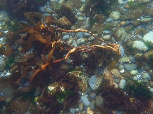 Pterygophora californica observed 2026-10-27