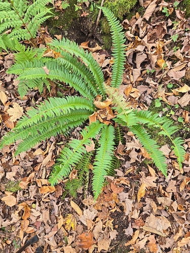 Polystichum lonchitis observed 2026-10-25