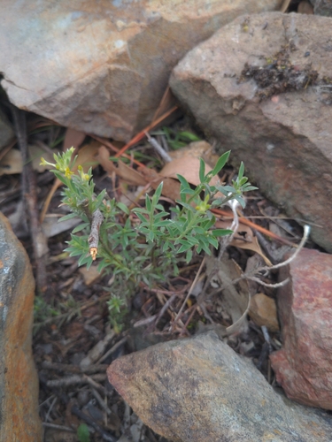 Pimelea observed 2026-10-28