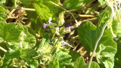 Macroptilium bracteatum