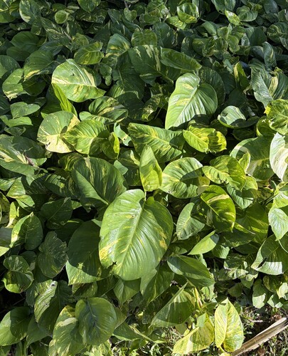 Pothos observed 2026-10-25